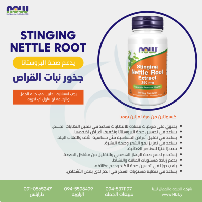 STINGING NETTLE ROOT جذور نبات القراص